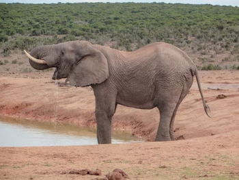 Un elefante africano de perfil bebe agua a la orilla de un estanque frente a colinas verdes
