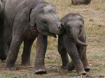 ARCHIVO - Elefantes jóvenes juegan