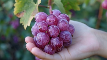 La ciencia identifica cinco nutrientes