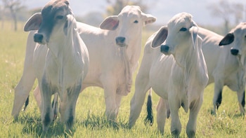 É implementado pelo Ministério da Agricultura