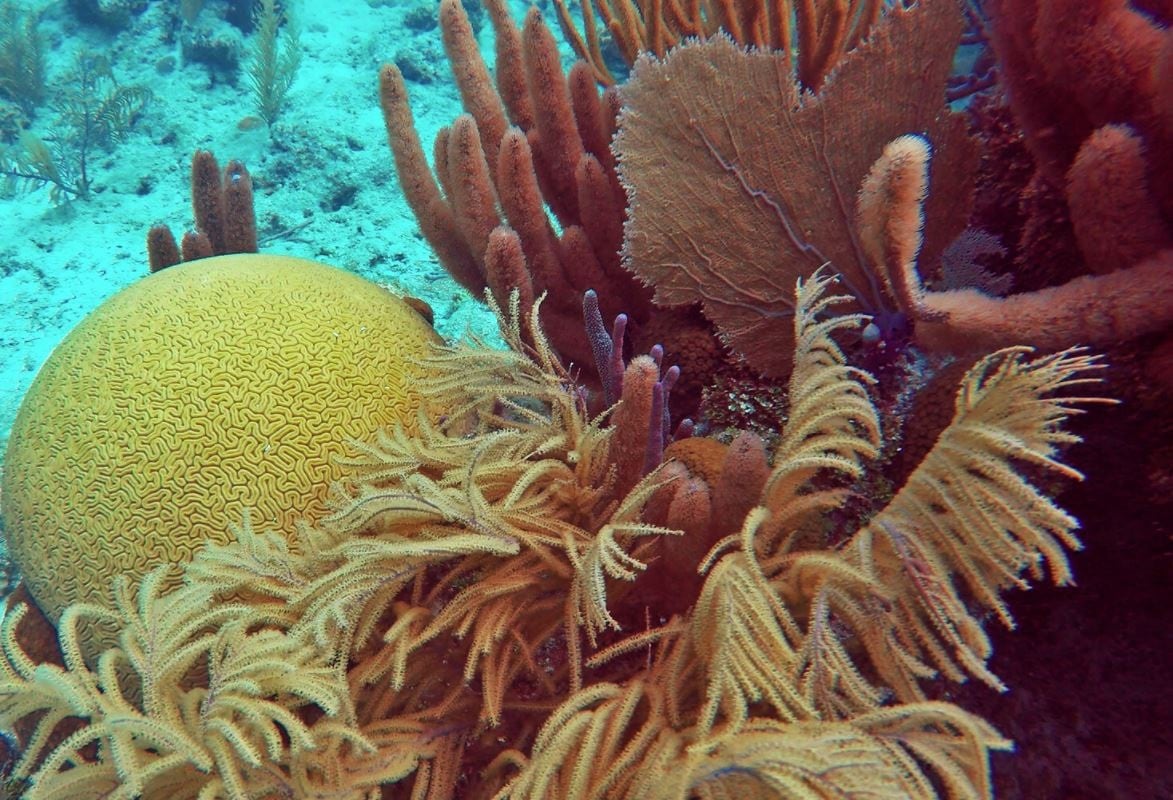 La conservación de los arrecifes de coral es clave para preservar información sobre la evolución de los mecanismos celulares animales (Europa Press)