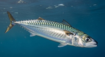 Imagen de una caballa de cuerpo plateado con rayas verdes oscuras en la parte superior, nadando bajo el agua en un entorno oceánico azul.