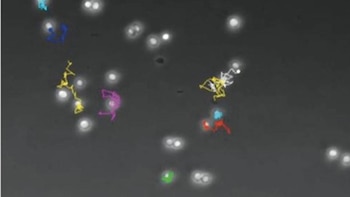 El colesterol en la membrana