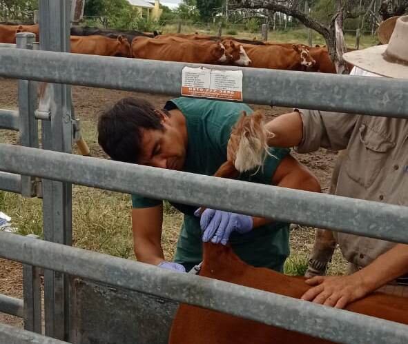 La estrategia consiste en seleccionar terneros jóvenes que aún no hayan sido vacunados contra la enfermedad (inta)