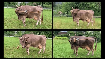 Veronika, la vaca inteligente (EFE)