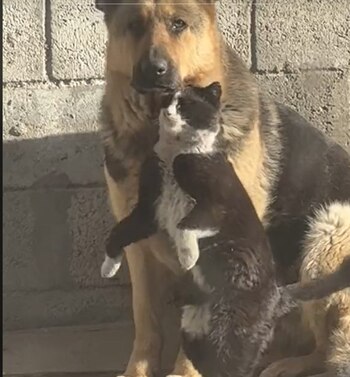 Ahora Peter, el gato tuxido,