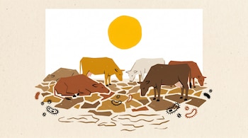 Ilustración de vacas de colores sobre un campo seco y agrietado, bajo un sol amarillo. Figuras abstractas negras y rojas que simulan bacterias rodean a los animales.