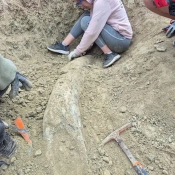 El colmillo mide más de