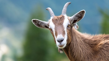 La industria de la leche