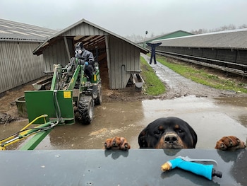 La tarea principal del rottweiler