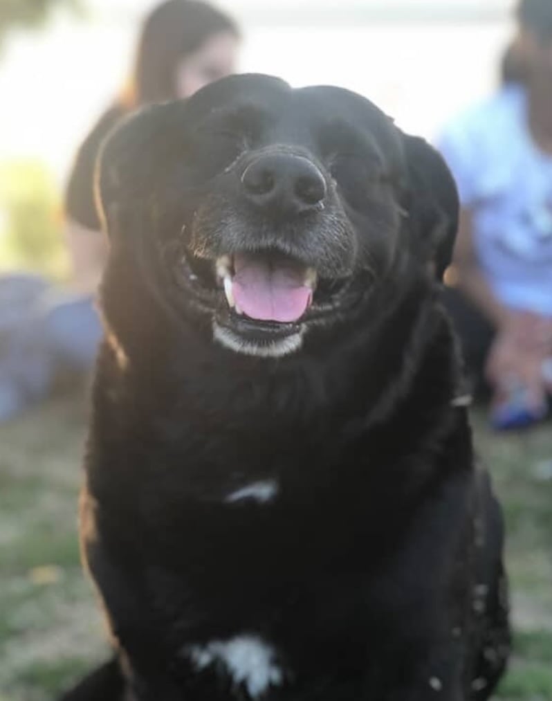 Garrafa murió tras ser atacado por un pitbull y el dueño deberá pagar una multa millonaria