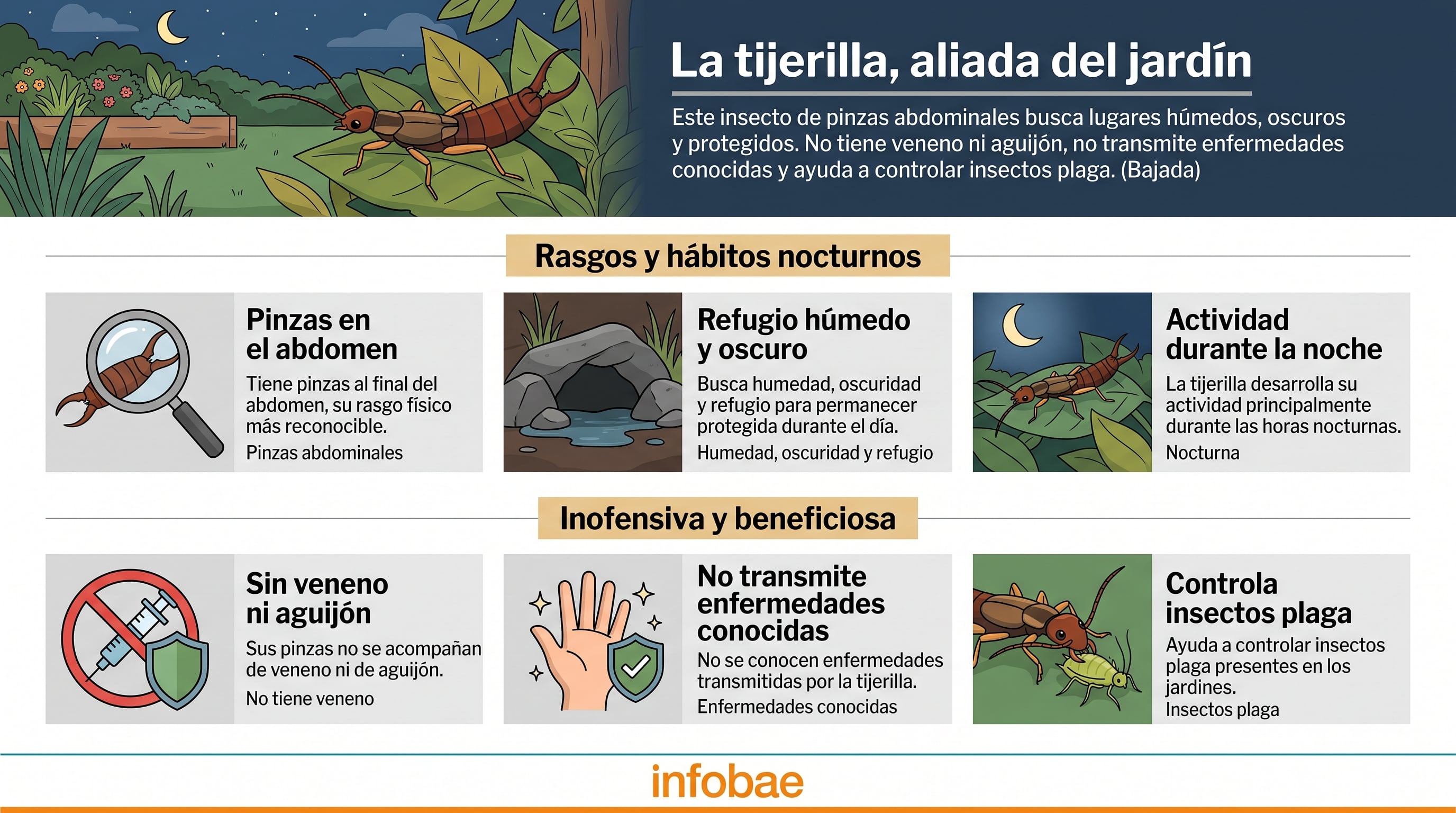 Infografía sobre las características, hábitos y beneficios de la tijerilla. (Imagen Ilustrativa Infobae)