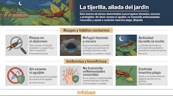 Infografía con ilustraciones y texto explicativo sobre los rasgos físicos, hábitos nocturnos y beneficios de la tijerilla en los jardines.