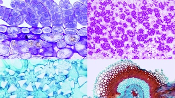 El Jardín Botánico lanza un