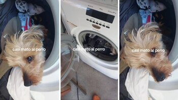 Virales- Descubrió al perro metido en el lavarropas antes de ponerlo a funcionar y le salvó la vida