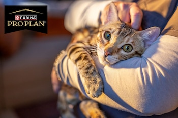 Primer plano de un gato Bengalí o Toyger con pelaje atigrado y ojos verdes, siendo sostenido y acariciado por manos humanas. El logo de Purina Pro Plan está en la esquina superior izquierda