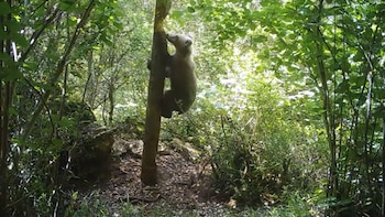 Los osos de la cordillera cantábrica son capaces de “mentir” para engañar a sus rivales: investigadores españoles observan cómo manipulan las marcas visuales y químicas