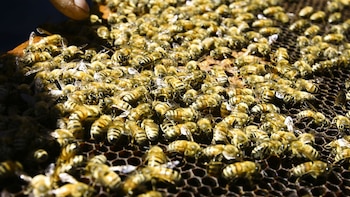 Senasa refuerza controles y prevención