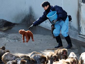Punch abrazando su peluche de orangután Djungelskog en el zoológico de Ichikawa