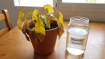 Planta con hojas amarillas en maceta de terracota, frasco de vidrio con vinagre blanco, mesa de madera, silla de madera, ventana.