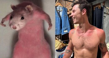 Los mejores memes de Shawn