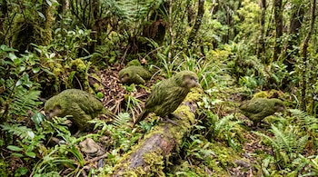 Cuatro kākāpō de plumas verdes caminan entre el musgo y los helechos en el suelo de un bosque frondoso.