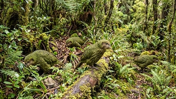 El kākāpō, el loro que muestra cómo la conservación puede revertir una extinción anunciada