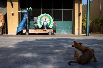Un perro frente a un
