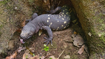 El nacimiento de cinco lagartos escorpión potencia la recuperación de una especie única en Guatemala