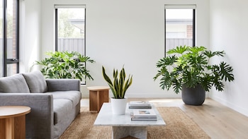 Esta es la planta que ya reemplaza a la lengua de suegra en la decoración de interiores: crece más rápido y se ve mejor