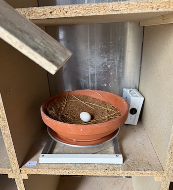 Un huevo blanco en un plato de terracota con paja dentro de un estante de madera junto a una caja de conexiones