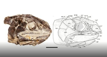 Cabeza de los restos fósiles