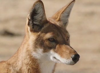 Primer plano de la cabeza y el cuello de un lobo etíope de pelaje rojizo y blanco sobre un fondo desenfocado de tonos ocres