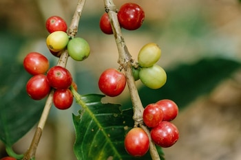 La SAG afirmó que el café sostiene la economía de más de 2.300 aldeas en el territorio hondureño.