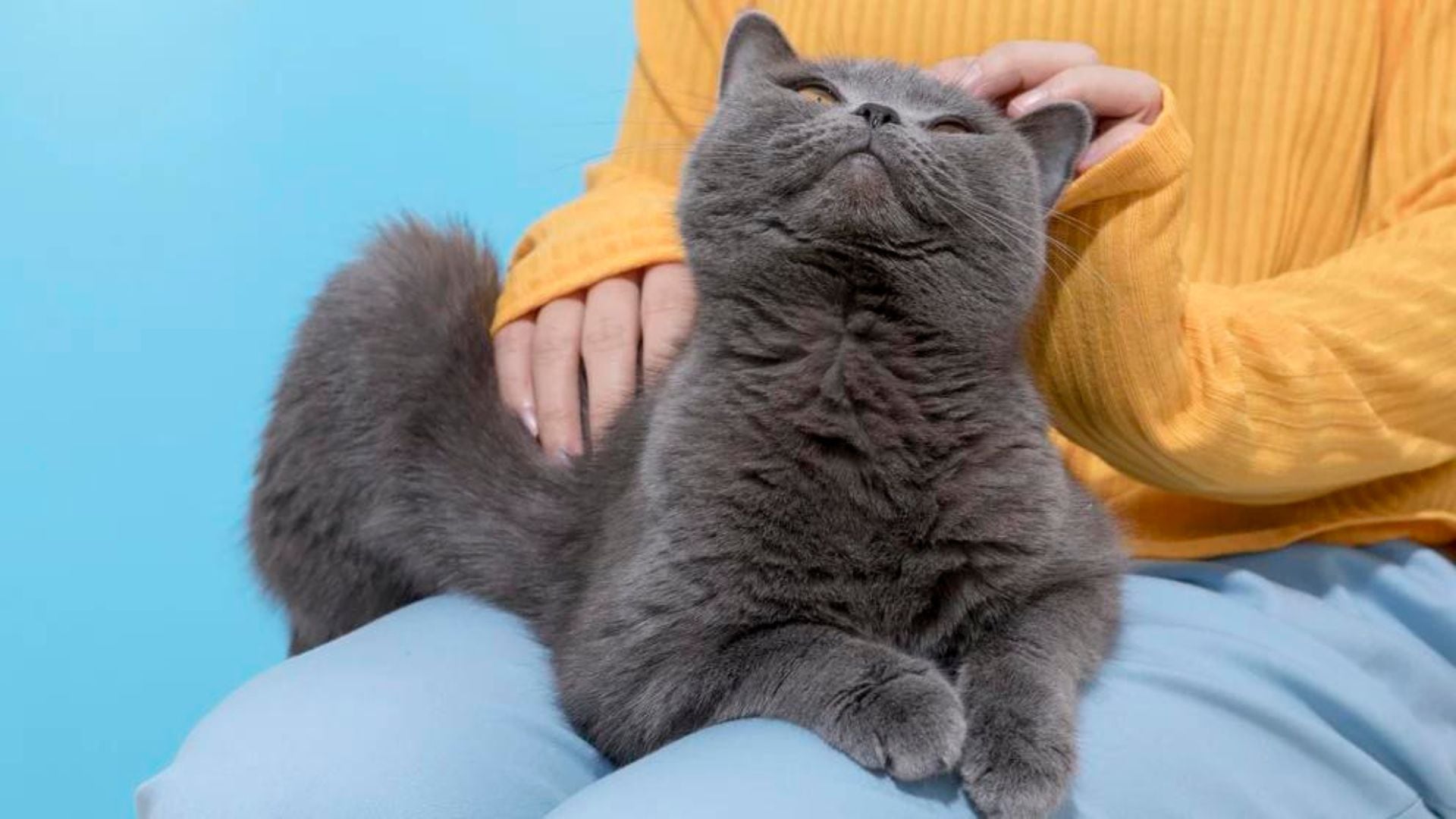 Los sonidos del cuerpo humano transmiten al gato una sensación de tranquilidad y seguridad (Yifei Fang)