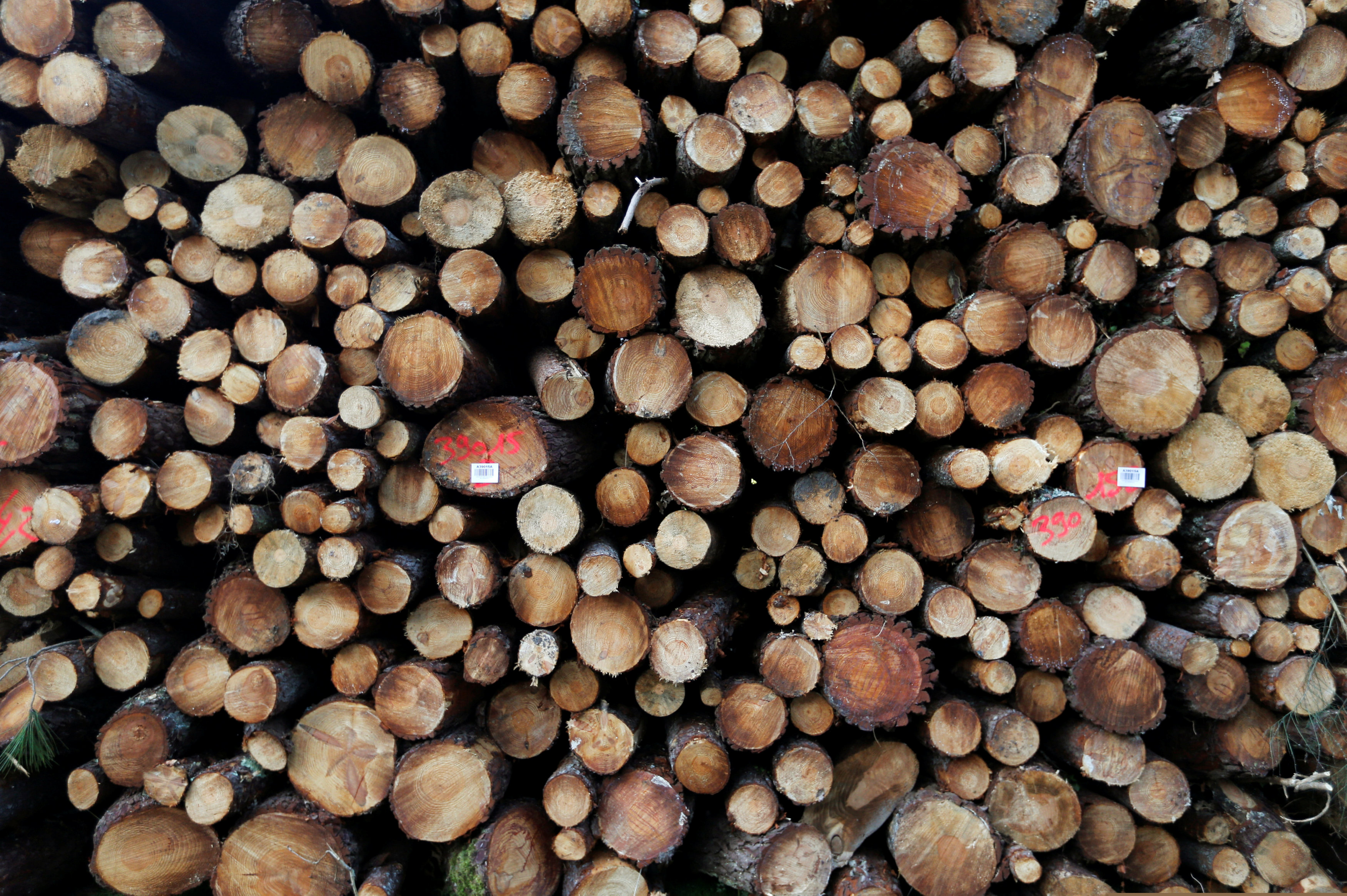 Masisa contaba en el país