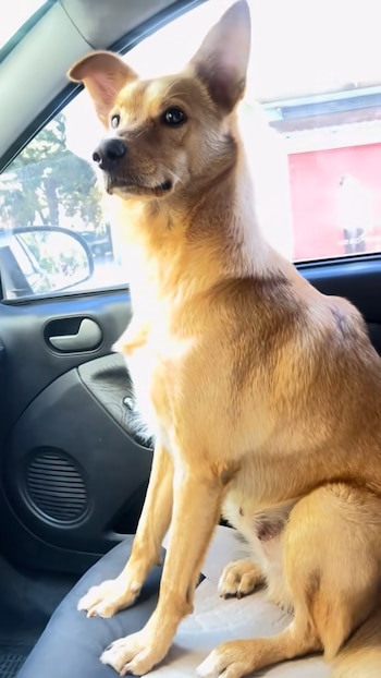 El video viral del perro