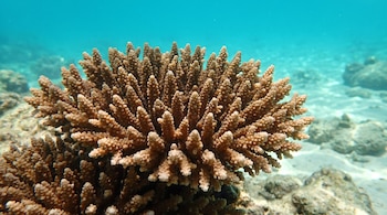 Coral marrón ramificado con puntas claras bajo el agua, fondo marino con arena y rocas borrosas, agua turquesa en la superficie.