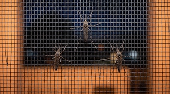 Tres mosquitos sobre una malla fina de mosquitera ante un fondo oscuro y anaranjado.