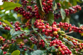 Cómo hacer té con las hojas de la planta de café.