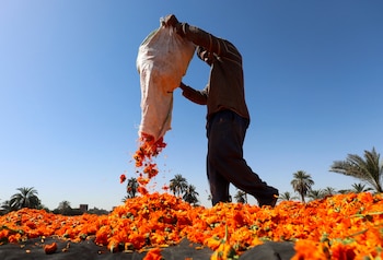 Además de sus propiedades medicinales,
