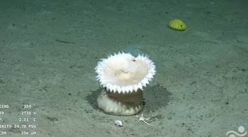 Fragmentos virales de las transmisiones