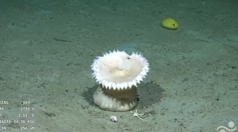 Fragmentos virales de las transmisiones alcanzaron cifras récord de visualizaciones en redes sociales (Conicet)