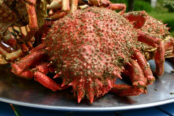 Centollo (Adobe Stock)