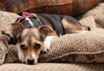 La ACSPCA ayuda a reunir