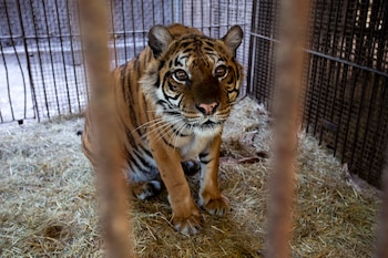 Flora the tigress lives in it