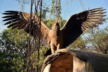 El cóndor andino había sido