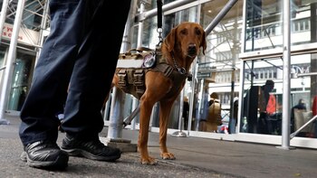 Los animales estarán limitados a