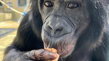 Los simios comparten la capacidad