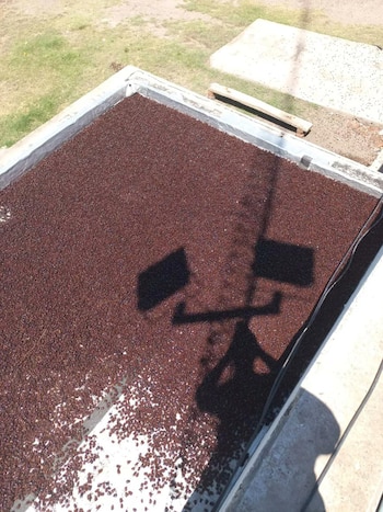 La invasión de cascarudos en